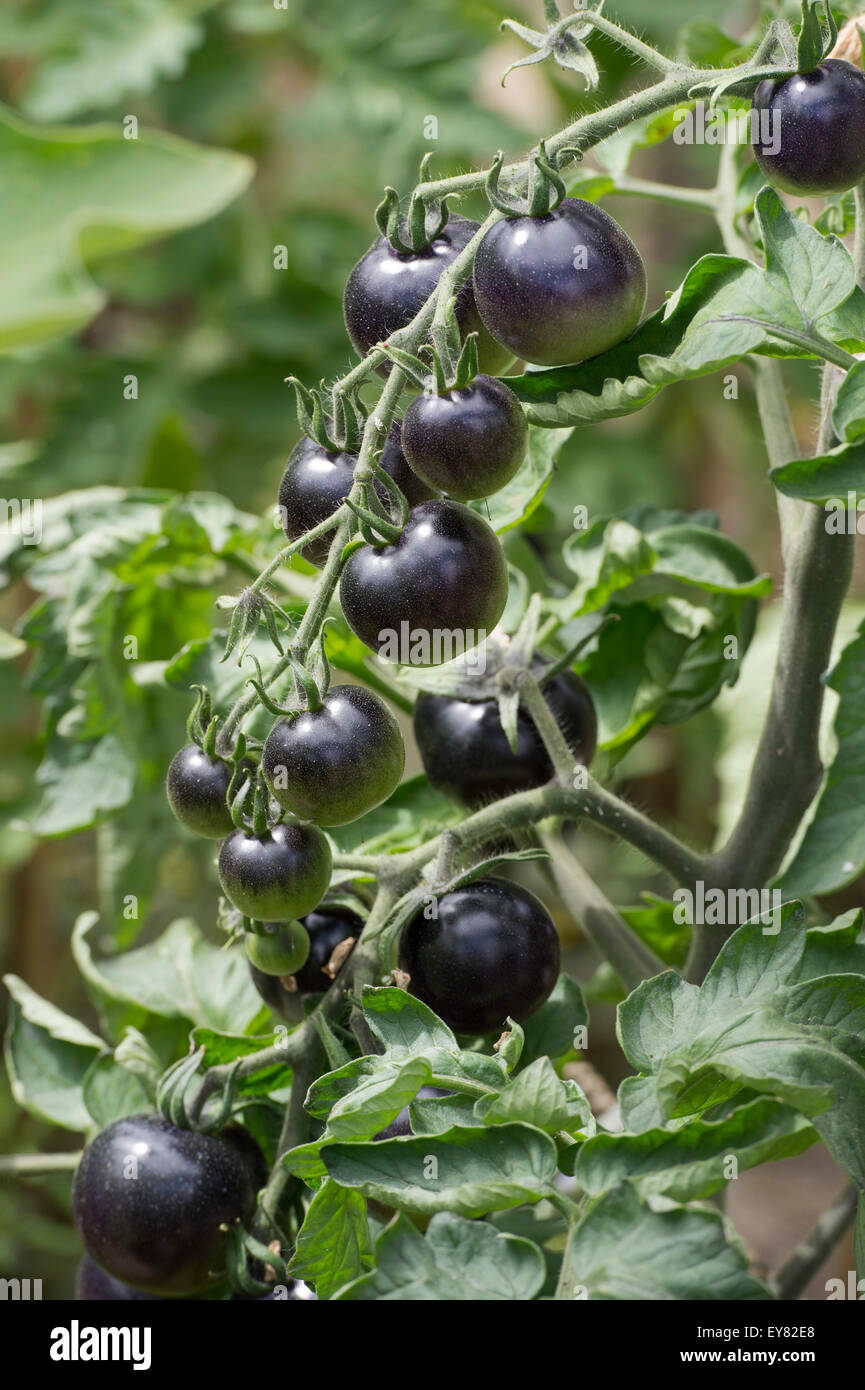Solanum Lycopersicum. Black Tomato Indigo Rose Reifung auf der Rebe Stockfoto