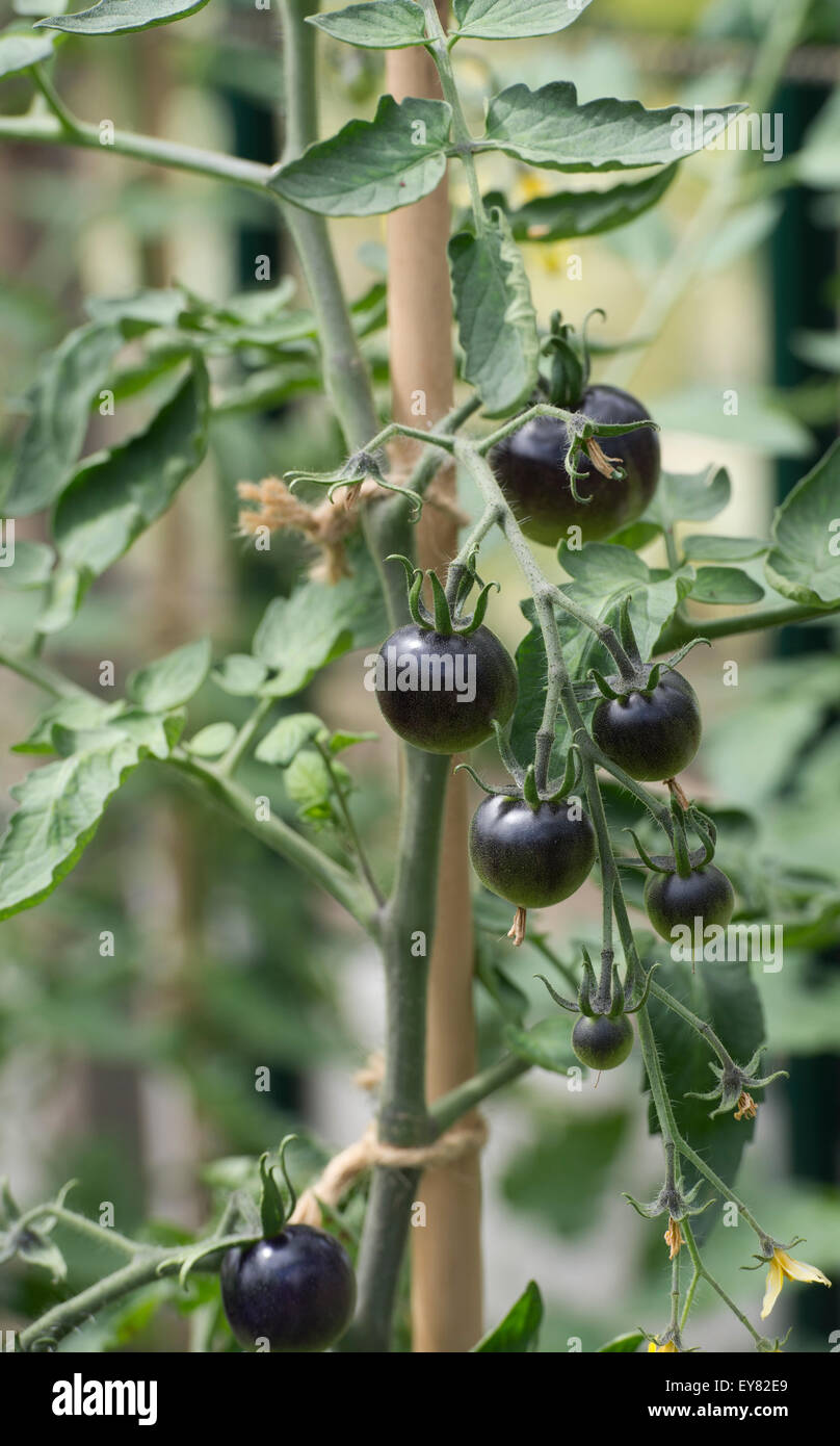 Solanum Lycopersicum. Black Tomato Indigo Rose Reifung auf der Rebe Stockfoto