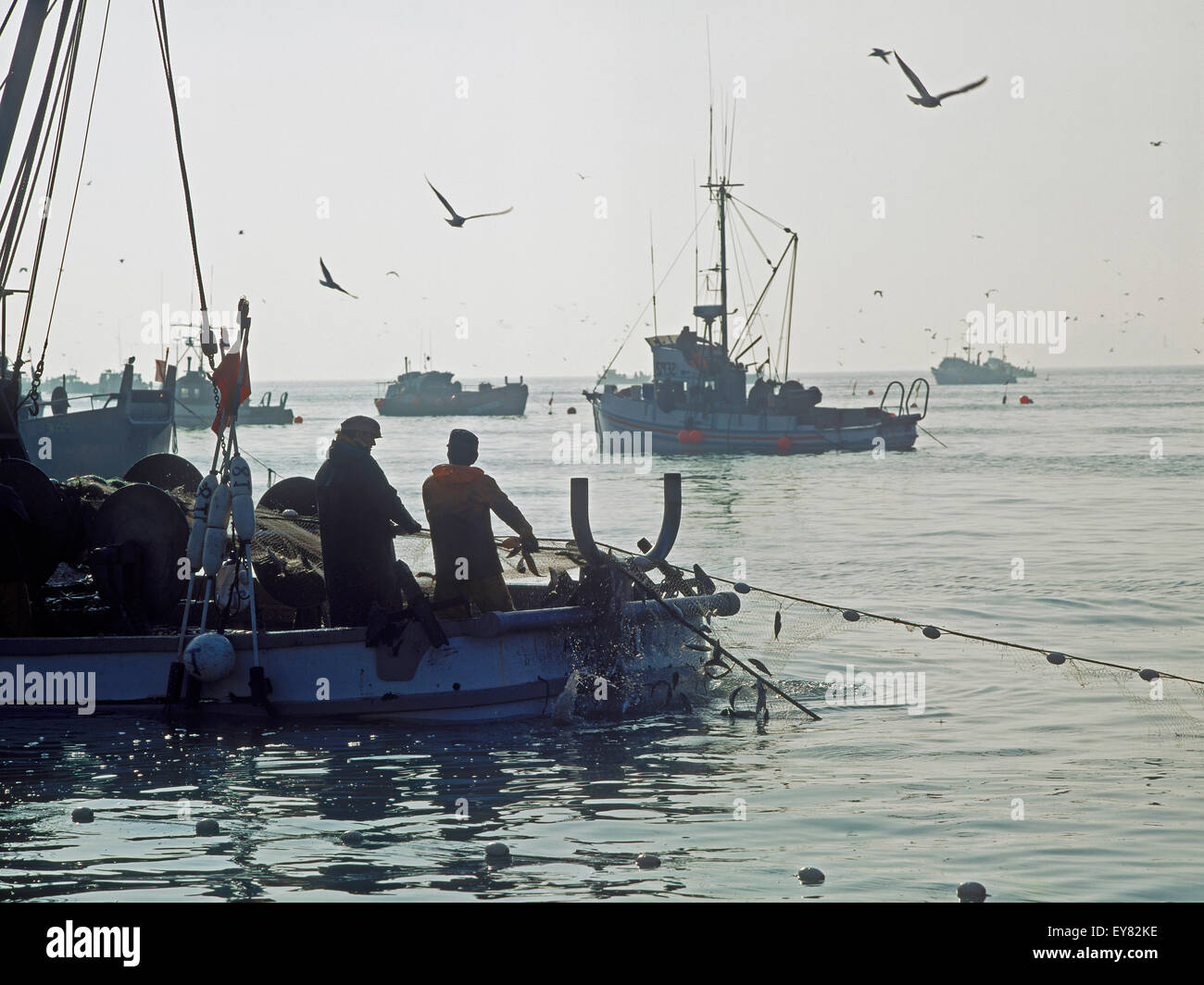 Fischer laden Netze voll von Hering aus Sausalito, Kalifornien Stockfoto