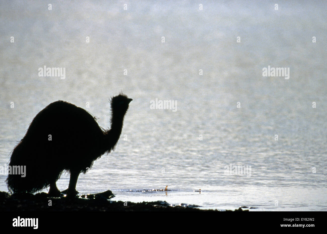 SILHOUETTE EINES EMU (DROMAIUS NOVAEHOLLANDIAE) NEBEN EINEM SEE IN DEN GOLDFELDERN, WESTERN AUSTRALIA. Stockfoto