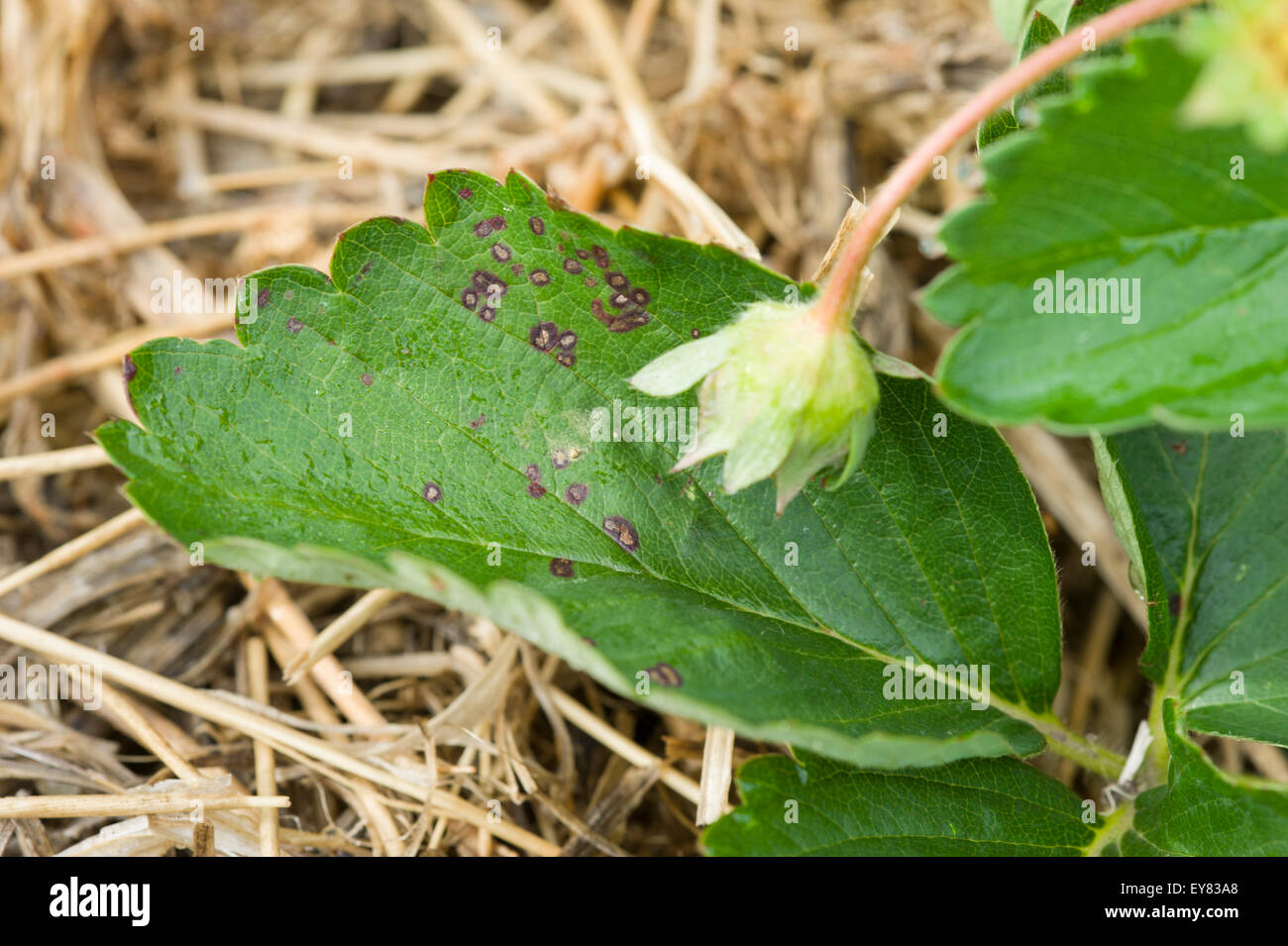 Blattfleckenkrankheit an Erdbeer Blatt Stockfoto