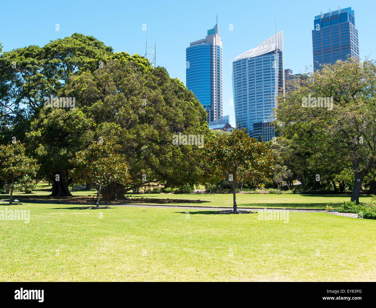 Grüne Wiese mit modernen Gebäude als Hintergrund in Sydney, Australien Stockfoto