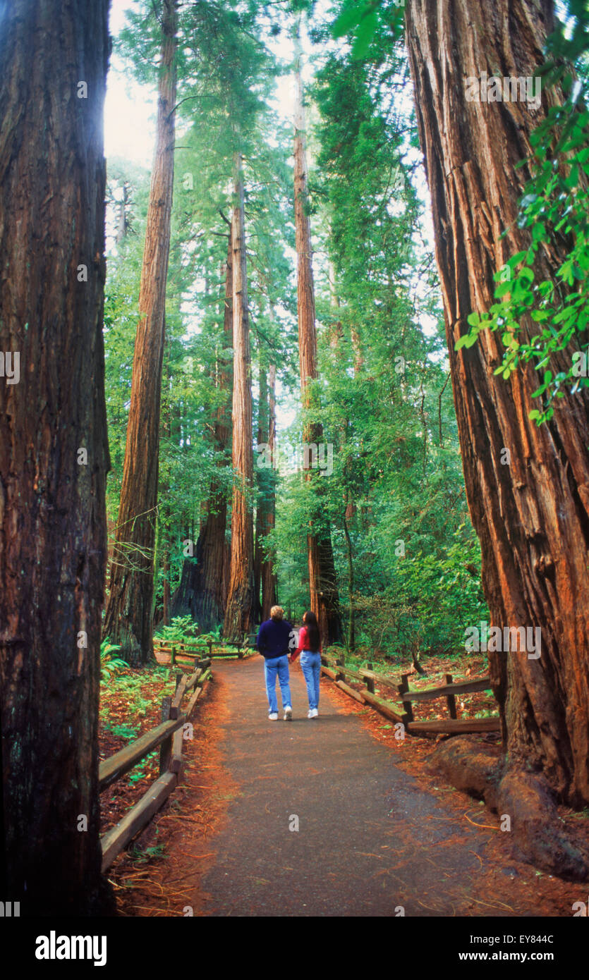 Paar im Muir Woods unter gigantischen Sequoia Bäumen in Marin County, Kalifornien Stockfoto