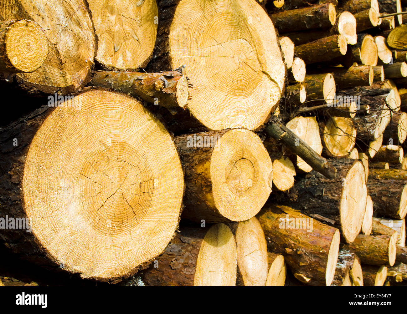 gesägten Bäume Stockfoto