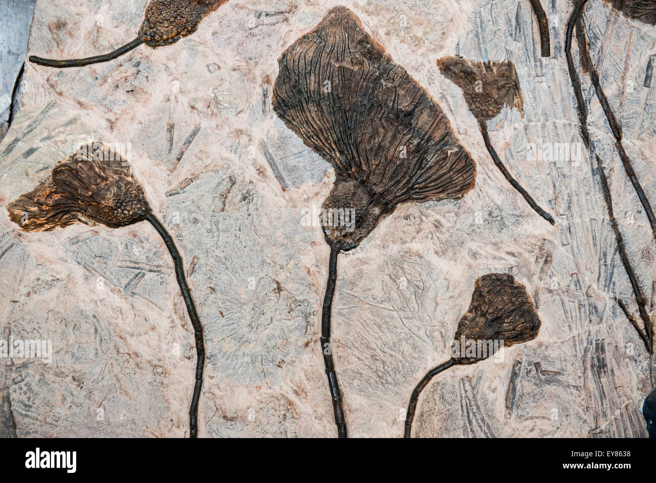 Crinoidea, fossilen Meer Lily Kronen, in der Nähe von Rissani, Marokko Stockfoto
