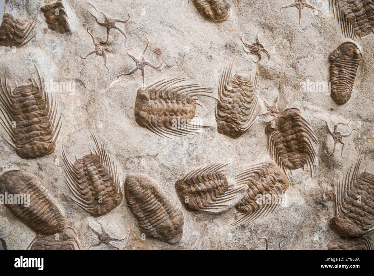 Trilobita, fossilen Trilobiten, gefunden in der Nähe von Rissani, Marokko Stockfoto