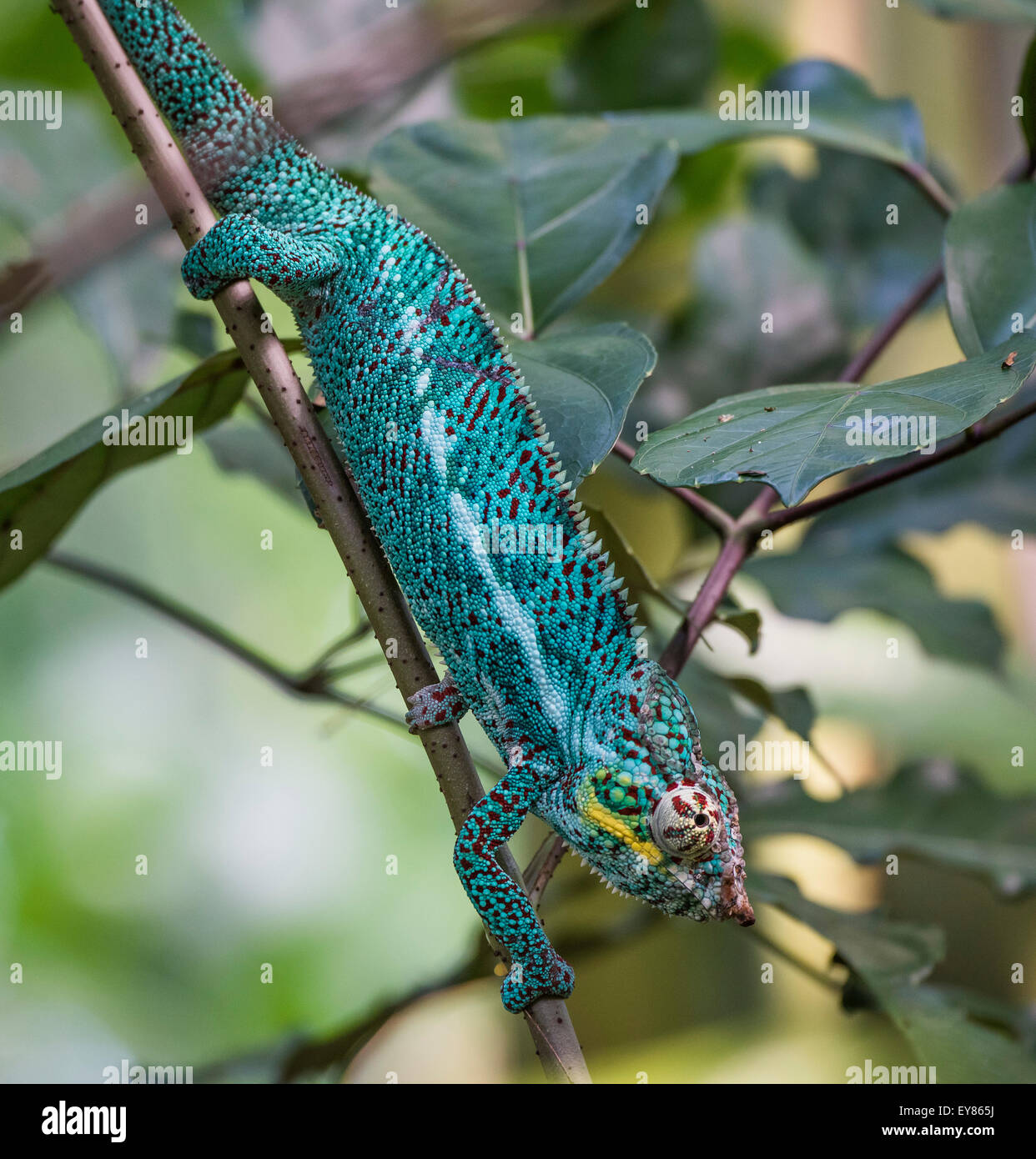 Pantherchamäleon (Furcifer Pardalis), Männlich, Gefangenschaft, ursprünglich aus Madagaskar Stockfoto