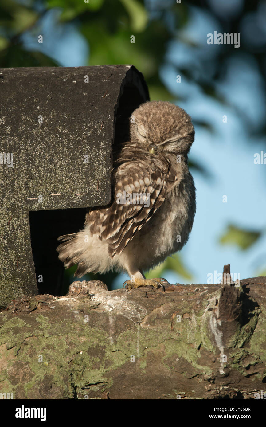 Junger Steinkauz (Athene Noctua), putzen Gefieder, Emsland, Niedersachsen, Deutschland Stockfoto