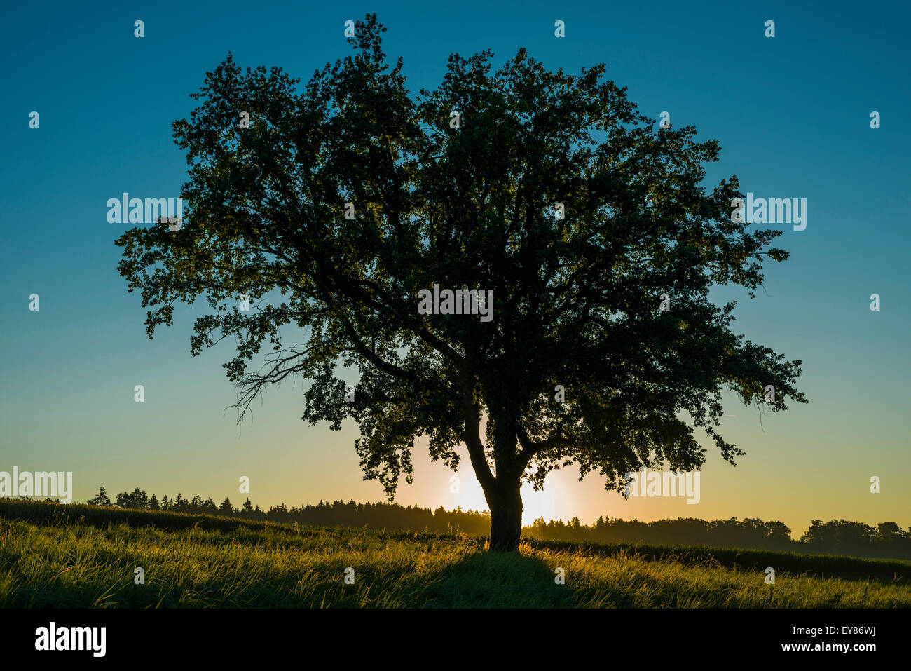 Alte Eiche (Quercus Robur), schwäbischen Alb, Baden-Württemberg, Deutschland Stockfoto