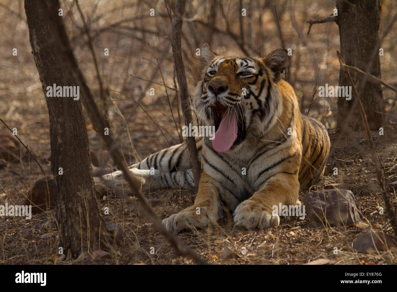 Tiger (Panthera Tigris), dies ist Machli die Tigerin Königin der Ranthambore. Stockfoto