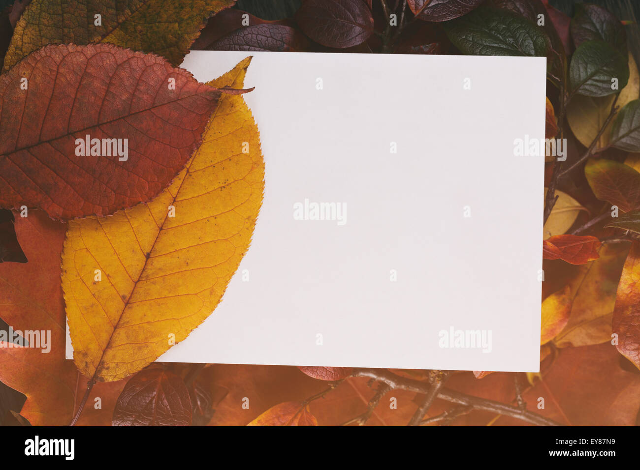 Vintage getönten Herbstlaub für Hintergrund mit Papierkarte, von oben Stockfoto