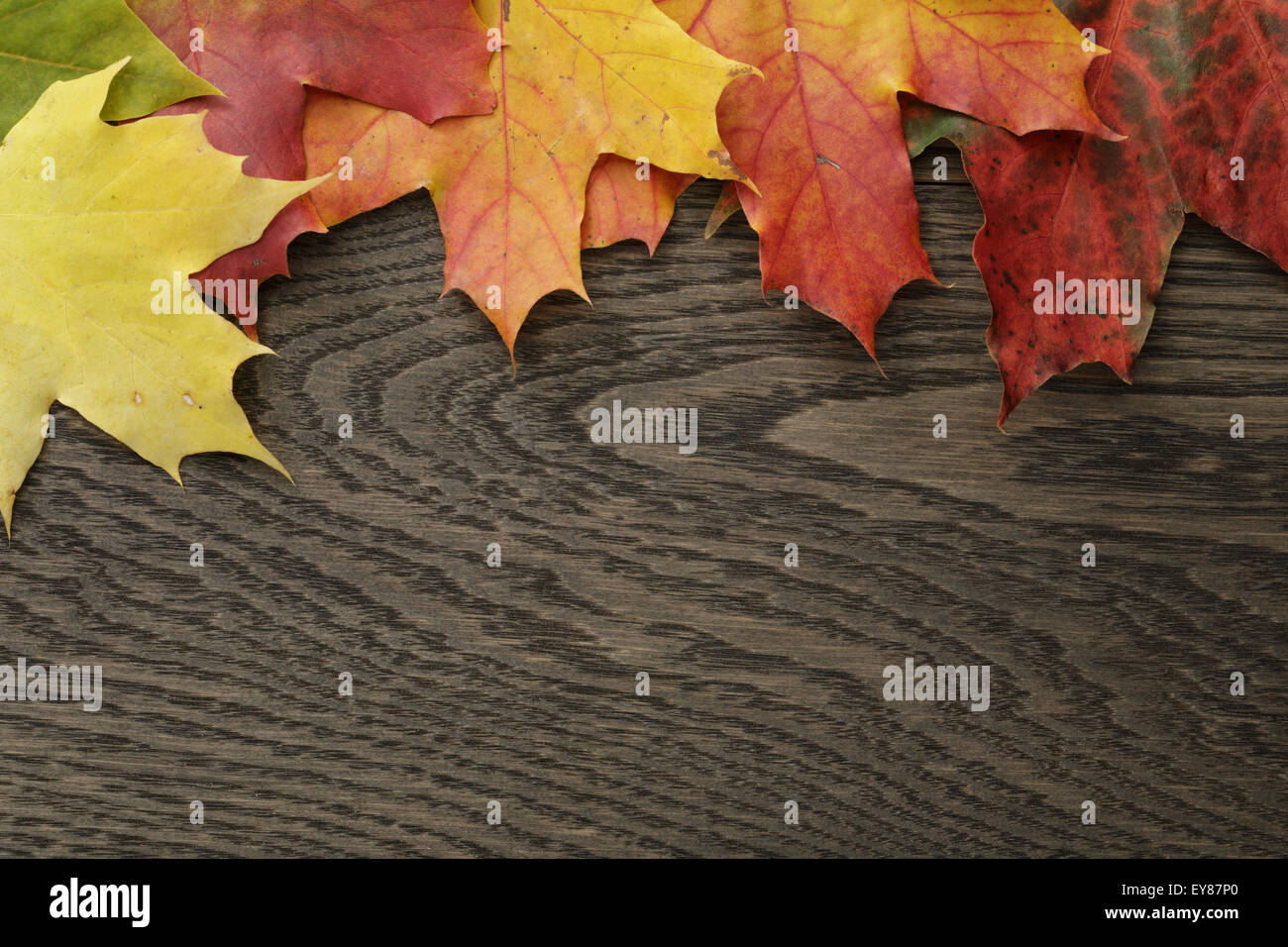 Herbstliches Laub direkt von oben Stockfoto
