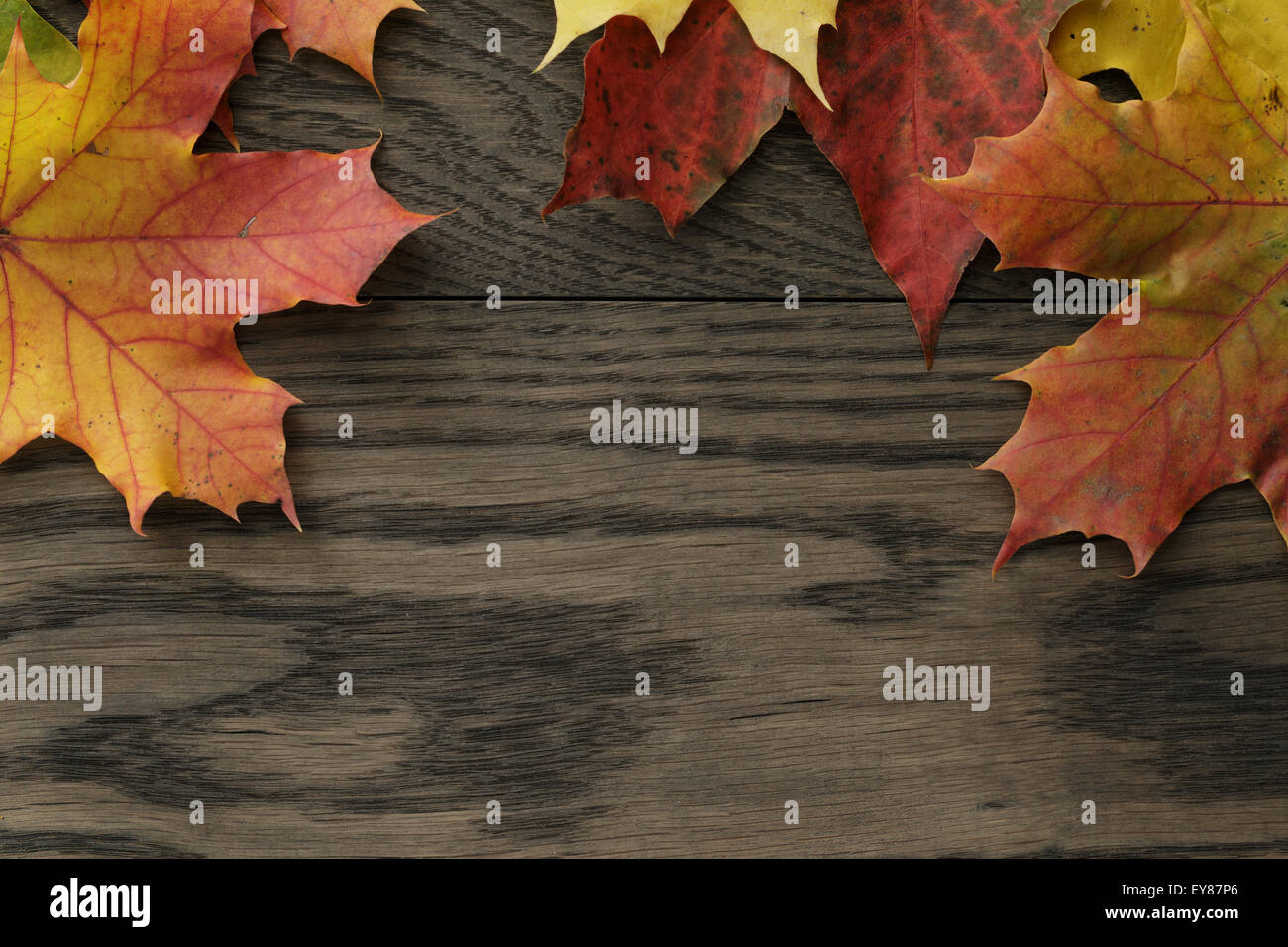 Herbstliches Laub direkt von oben Stockfoto
