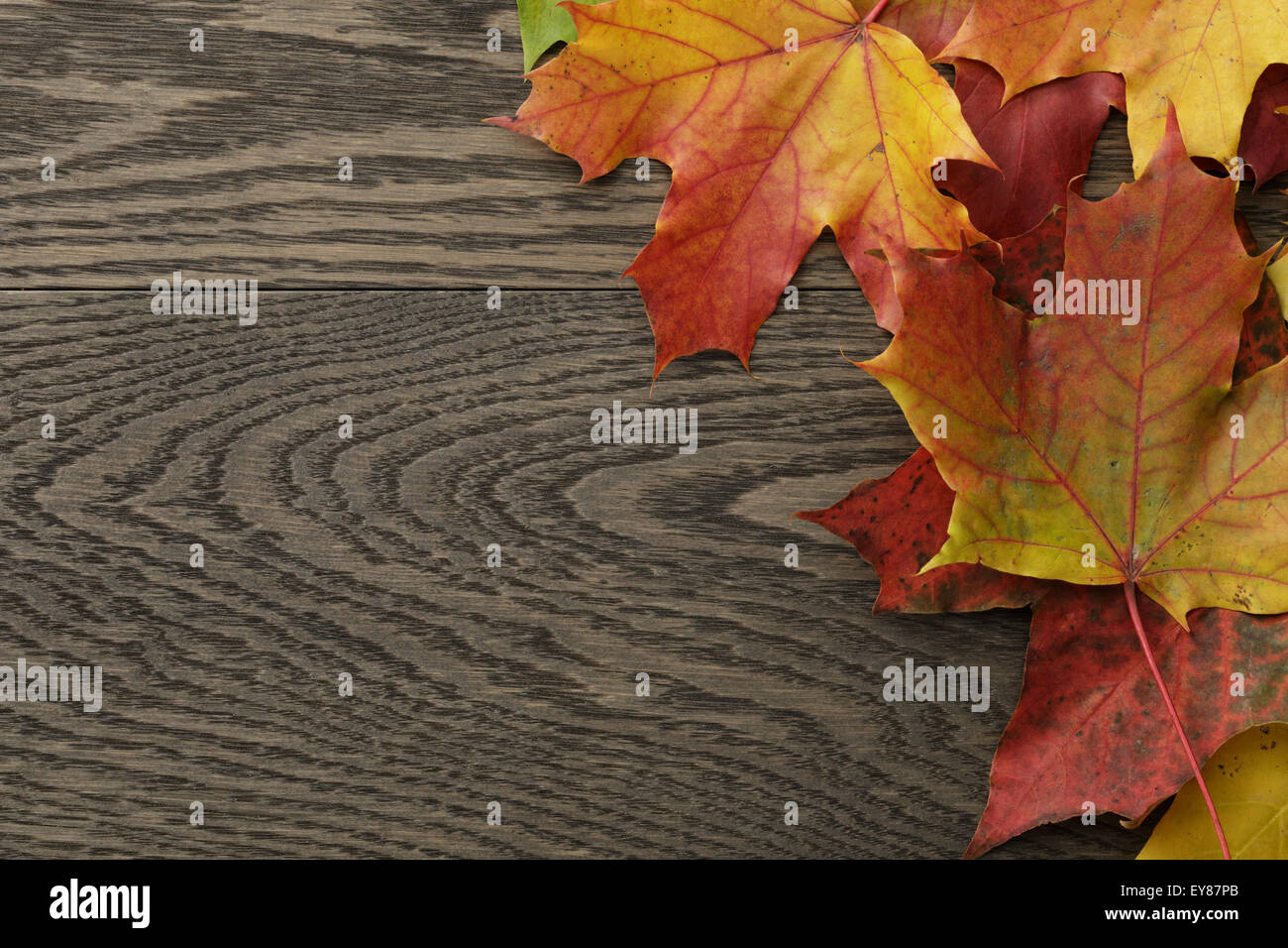 Herbstliches Laub direkt von oben Stockfoto