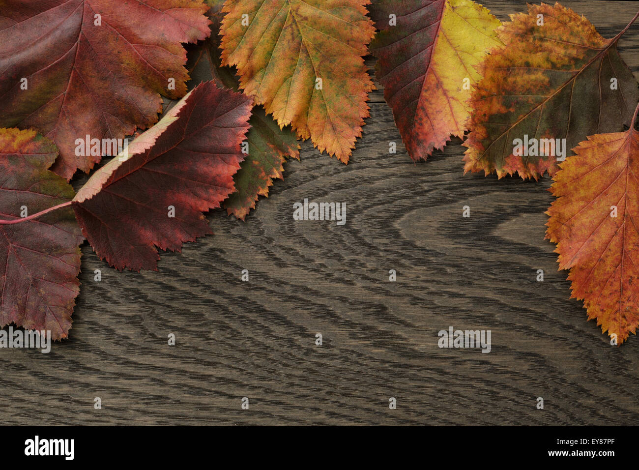 Herbst Weißdorn Blätter direkt von oben Stockfoto