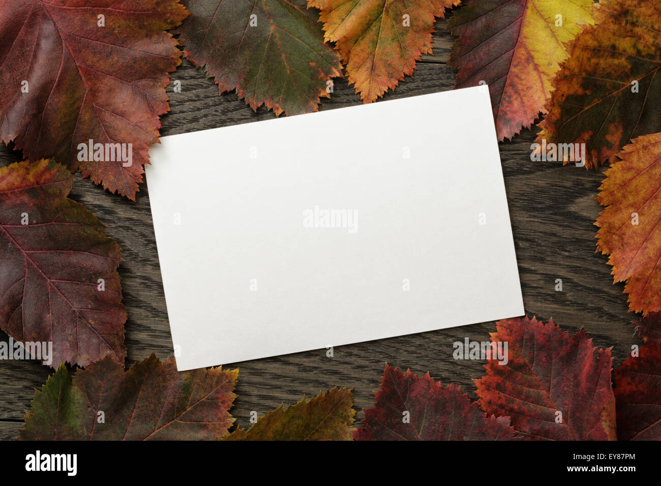 Herbst Weißdorn Blätter direkt von oben Stockfoto