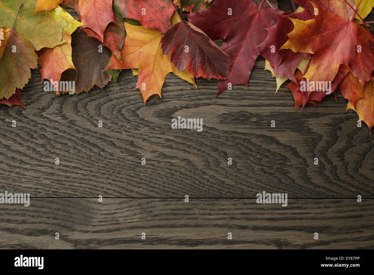 Herbstliches Laub direkt von oben Stockfoto