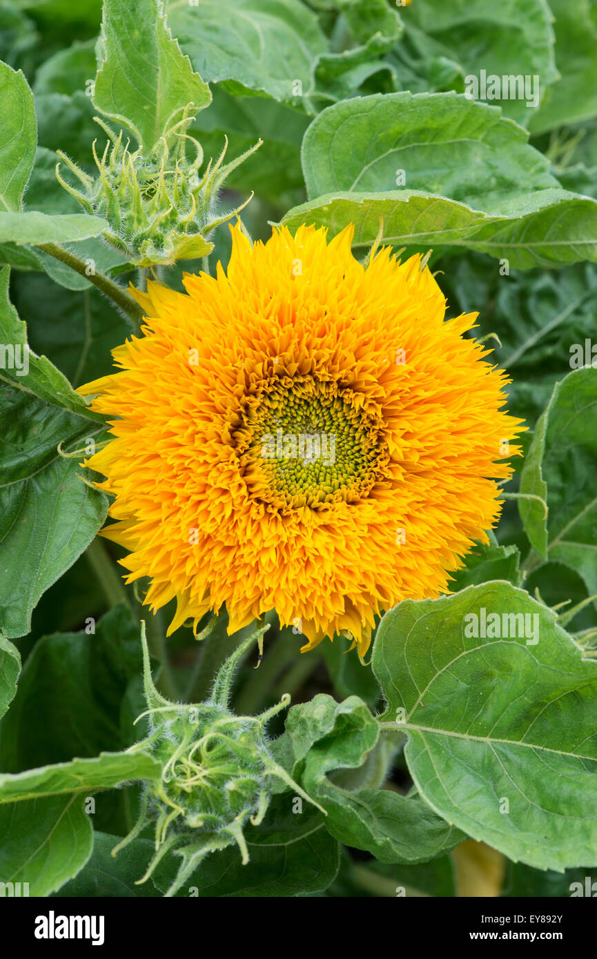 Helianthus Annuus. Sonnenblume "Sunshot Golds gemischt" Stockfoto
