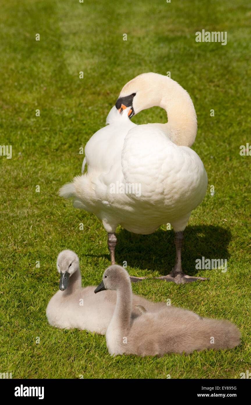 Höckerschwan putzen mit zwei Cyngets Stockfoto
