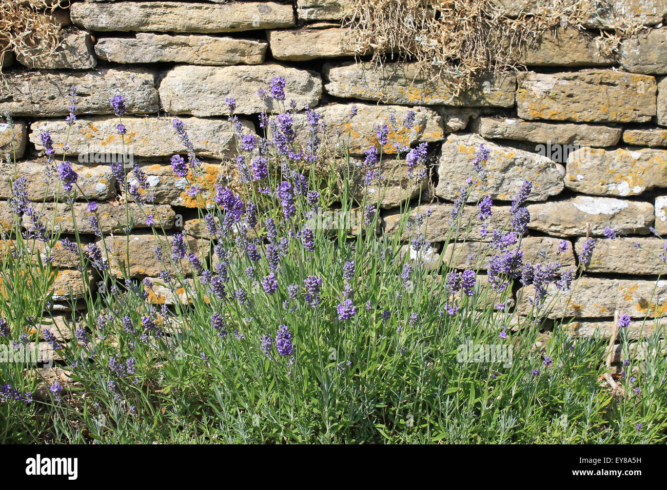 Lavendel vor einer Trockenmauer, große Chalfield Manor, Wiltshire, England, UK Stockfoto