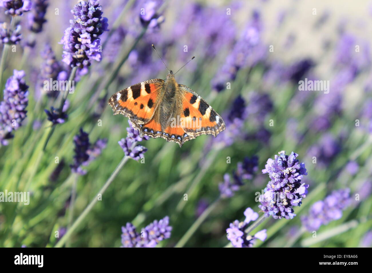 Kleiner Fuchs Schmetterling auf Lavendel Stockfoto