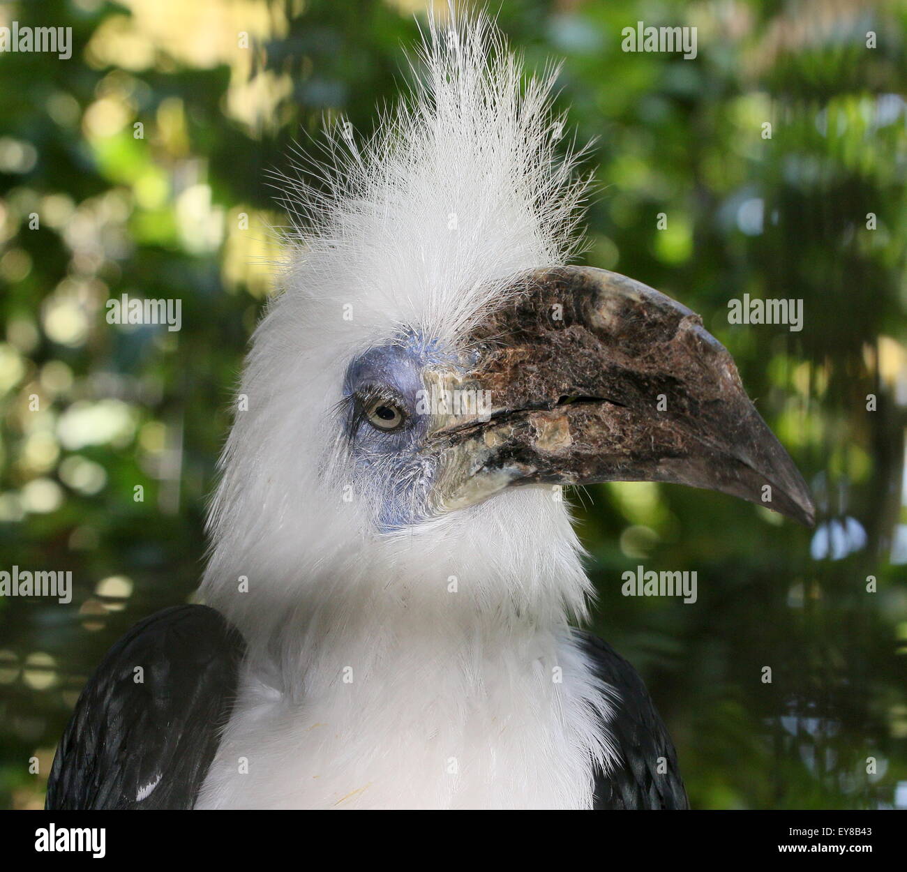 Männliche Southeast Asian weiß gekrönt Hornbill (Berenicornis Comatus) a.k.a.white oder lange crested hornbill Stockfoto