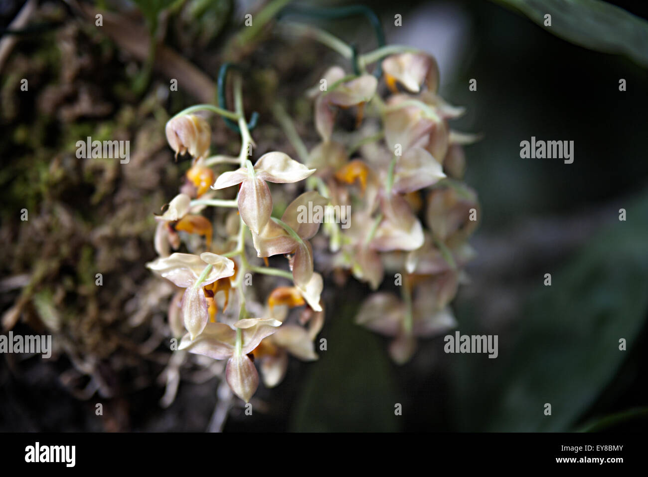 Gongora Typ Orchidee Stockfoto