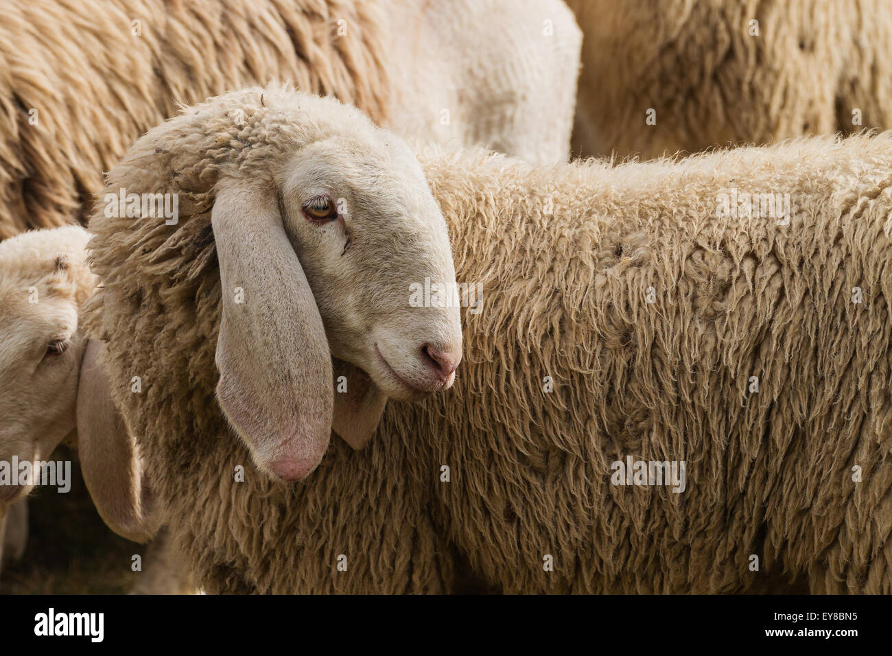 Porträt eines Schafes mit langen Ohren Herde im Hintergrund Stockfoto