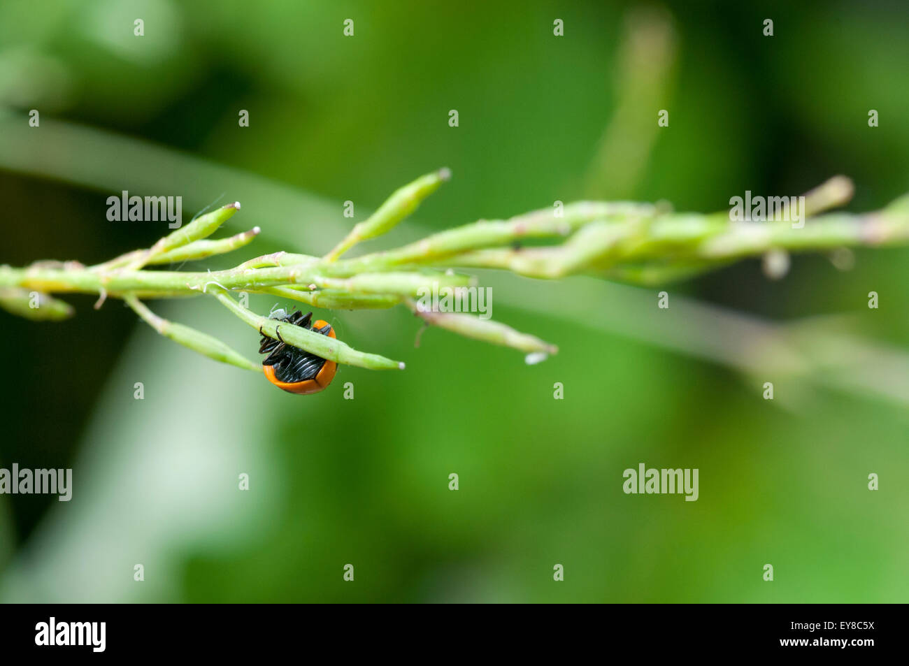 Eine 7 Spot Ladybird Essen eine Blattlaus Stockfoto