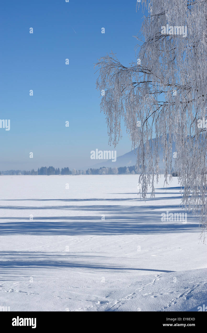 weiche Reim auf Birkenzweigen Baum in Winterlandschaft Stockfoto