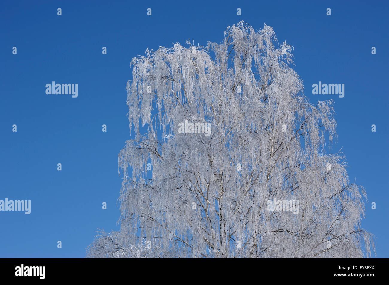 weiche Reim auf eine Birke Baum und blauer Himmel Stockfoto