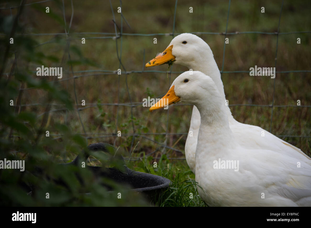 Zwei weiße Gänse auf Bauernhof, Northicote Bauernhof Bushbury wolverhampton Stockfoto