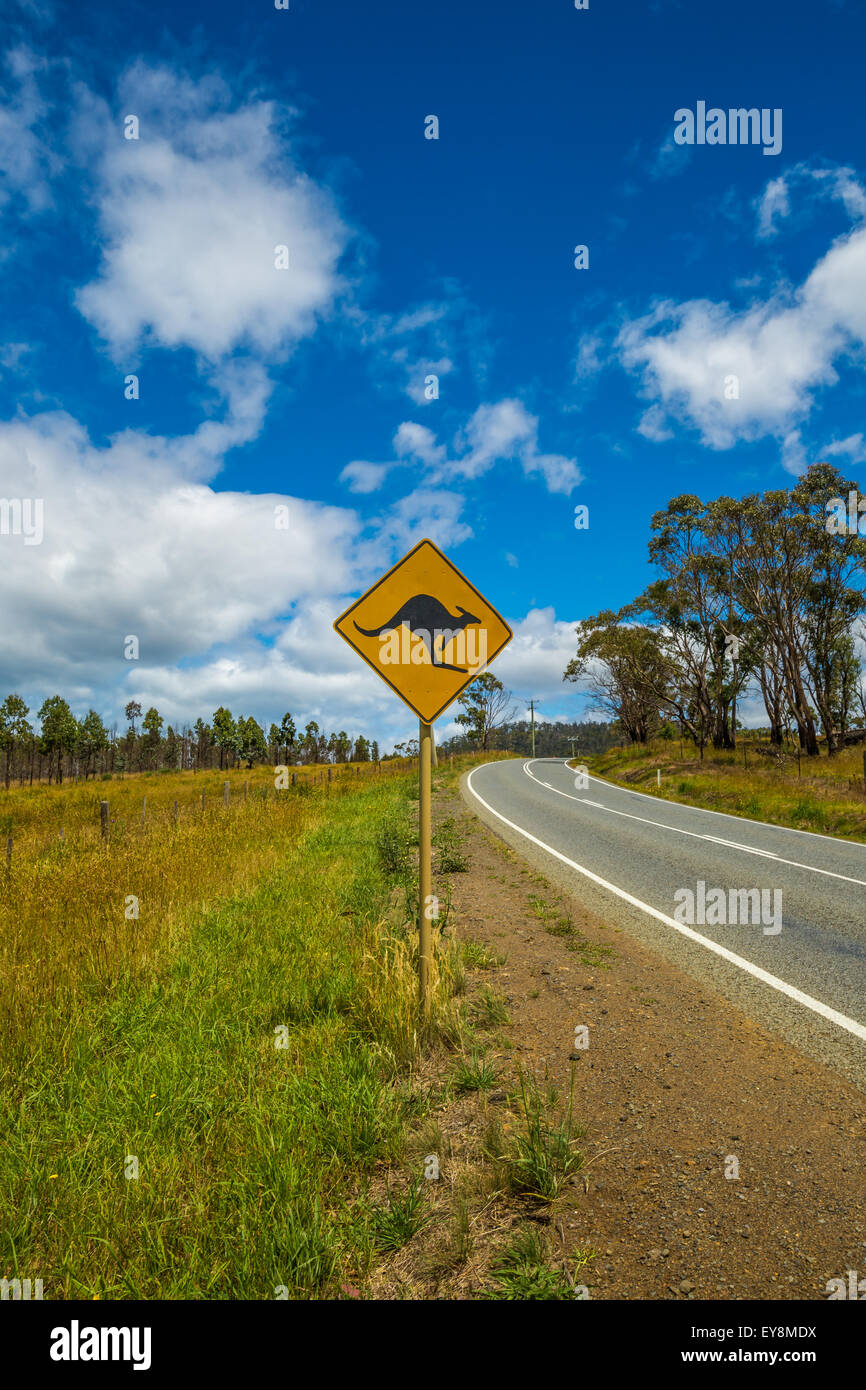 Kangaroo Crossing Stockfoto