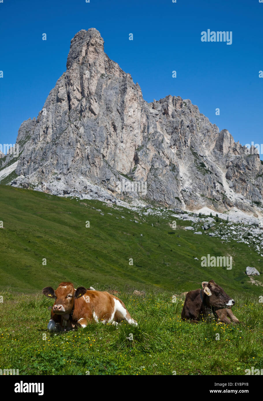 Rinder in Wiese auf der Giau Pass mit Ra Gusela Peak im Hintergrund, in der Nähe von Cortina d ' Ampezzo, Dolomiten, Italien Stockfoto