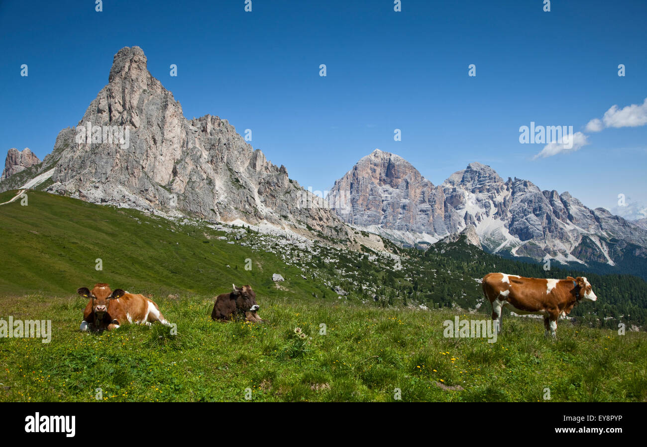 Rinder in Wiese auf der Giau Pass mit Ra Gusela und Tofana Gipfel im Hintergrund, in der Nähe von Cortina d ' Ampezzo, Dolomiten, Italien Stockfoto