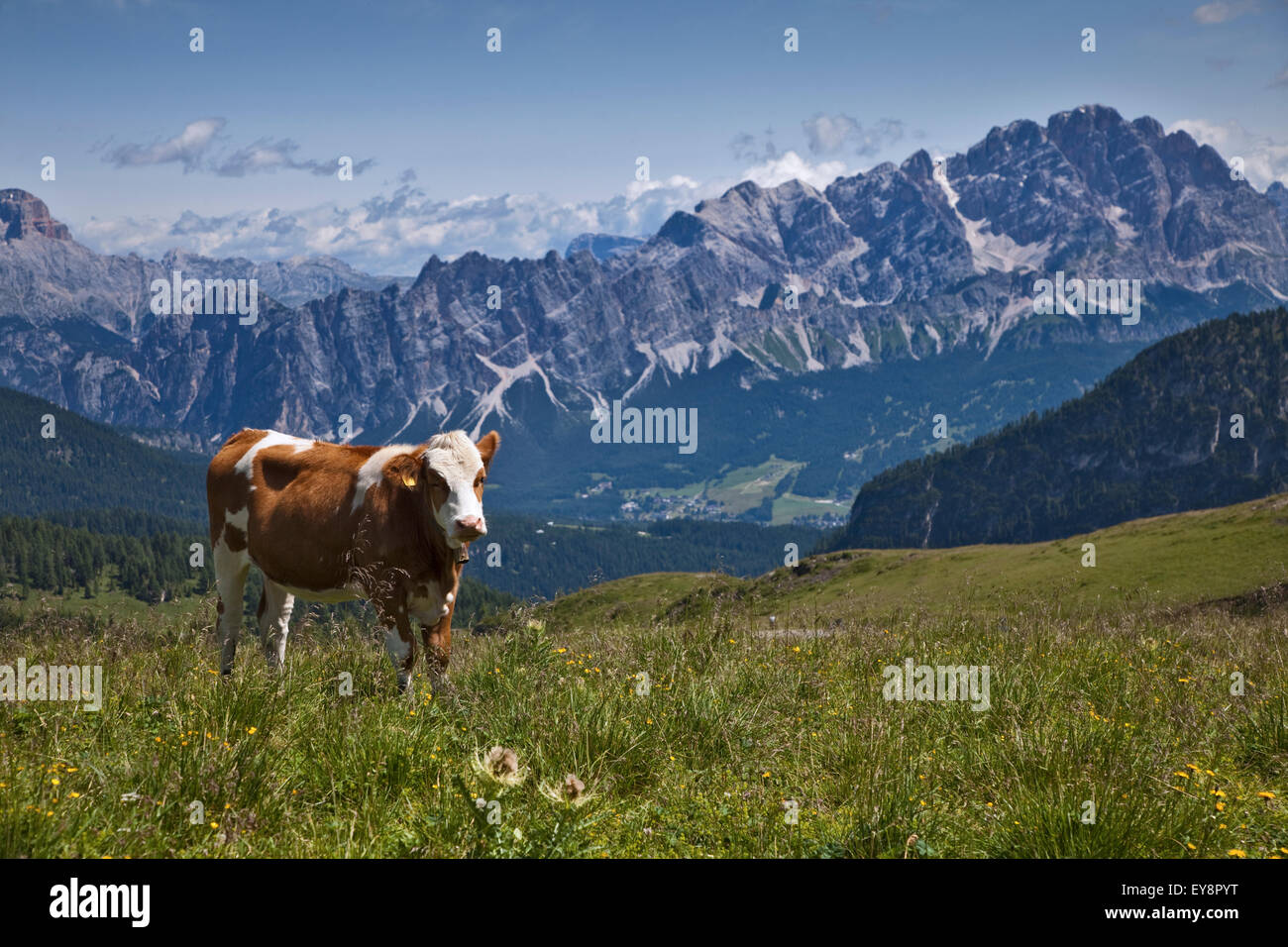 Kuh auf Wiese auf der Giau Pass, Sorapis Peak und Cortina d ' Ampezzo in den Hintergrund, Dolomiten, Italien Stockfoto