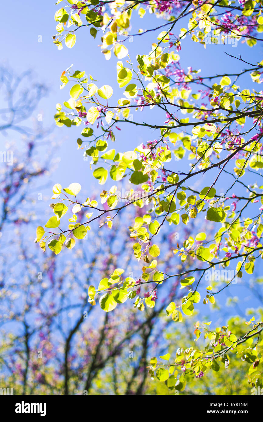Baum der Liebe. Blühen. Frühling. Natürliches Licht Stockfoto