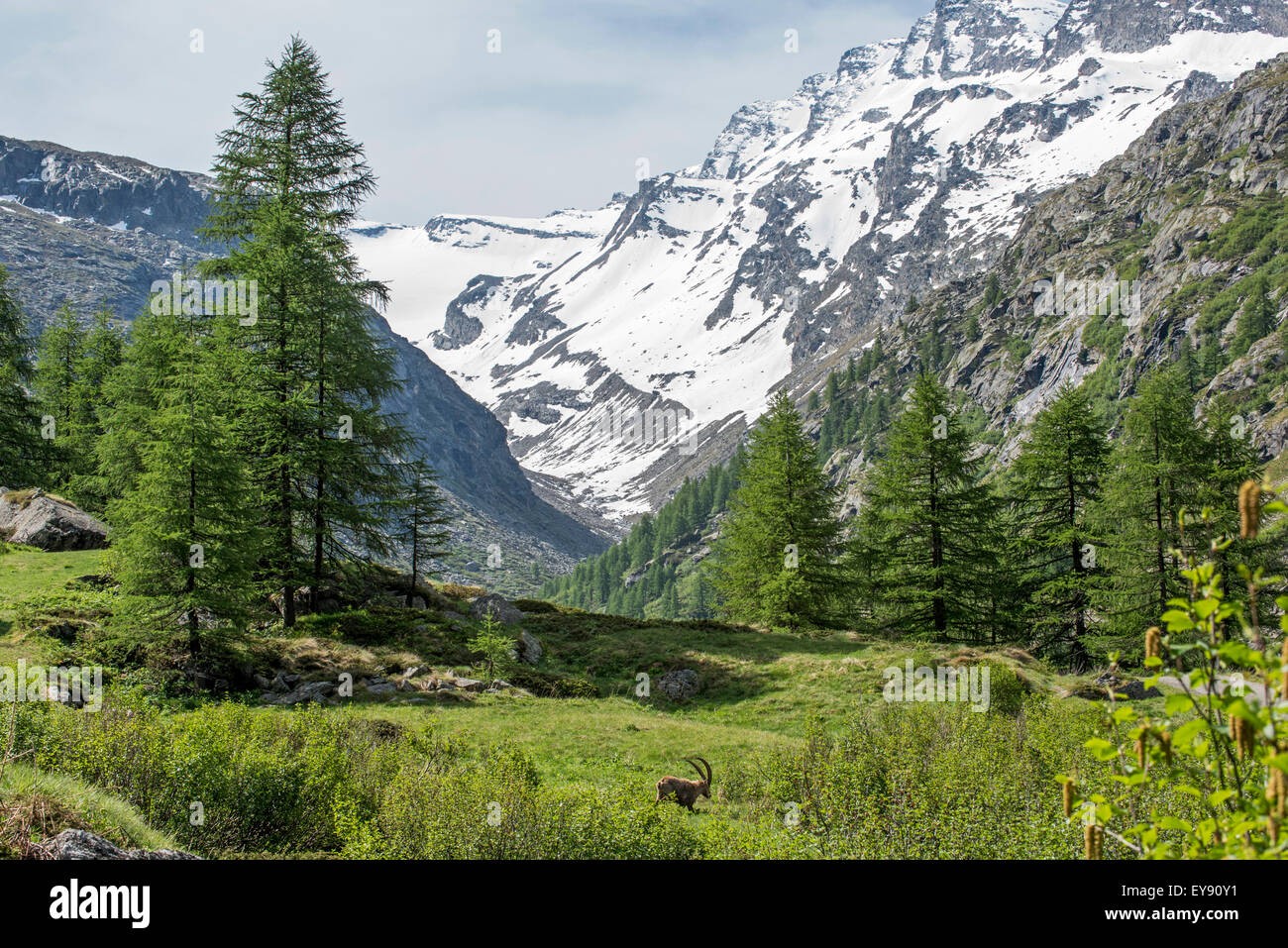 Alpensteinbock (Capra Ibex) auf Nahrungssuche im Valsavarenche Tal in den Graian Alpen im Frühjahr, Nationalpark Gran Paradiso, Italien Stockfoto