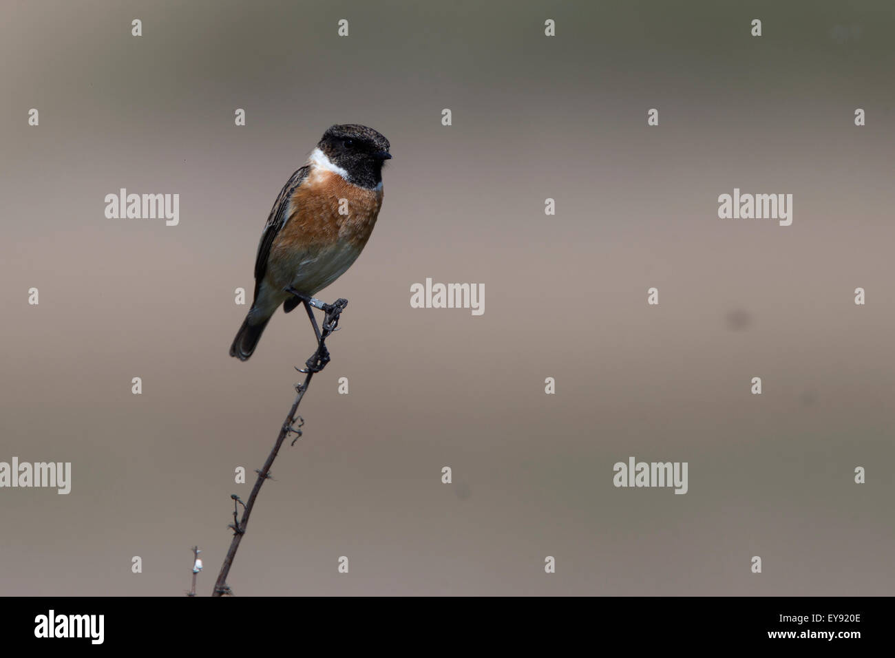 Gemeinsamen Schwarzkehlchen (Saxicola Torquata), Männchen auf eine Blume Stiel, RSPB Marazion Marsh Reserve, Cornwall, England, Vereinigtes Königreich thront. Stockfoto