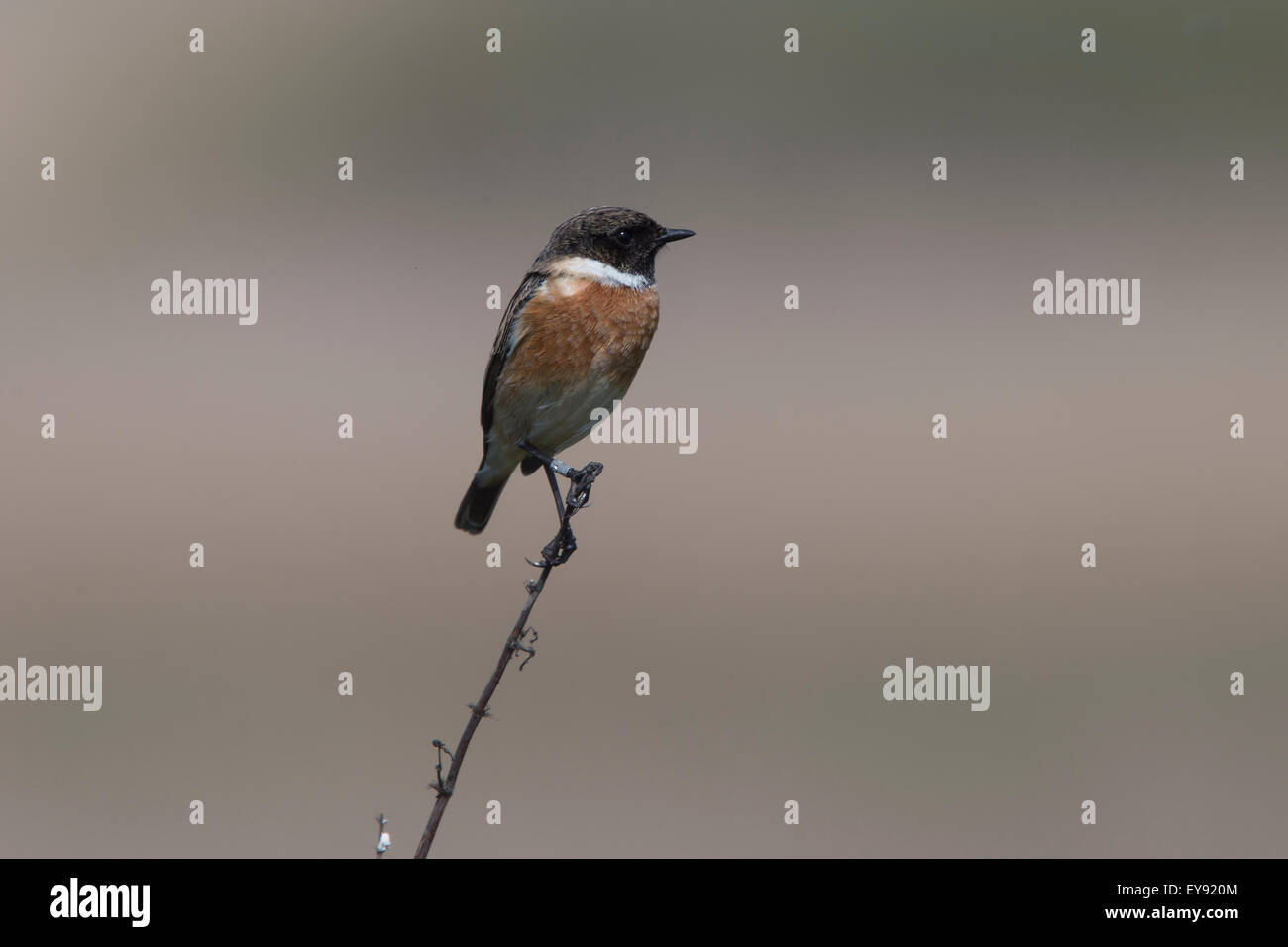 Gemeinsamen Schwarzkehlchen (Saxicola Torquata), Männchen auf eine Blume Stiel, RSPB Marazion Marsh Reserve, Cornwall, England, Vereinigtes Königreich thront. Stockfoto