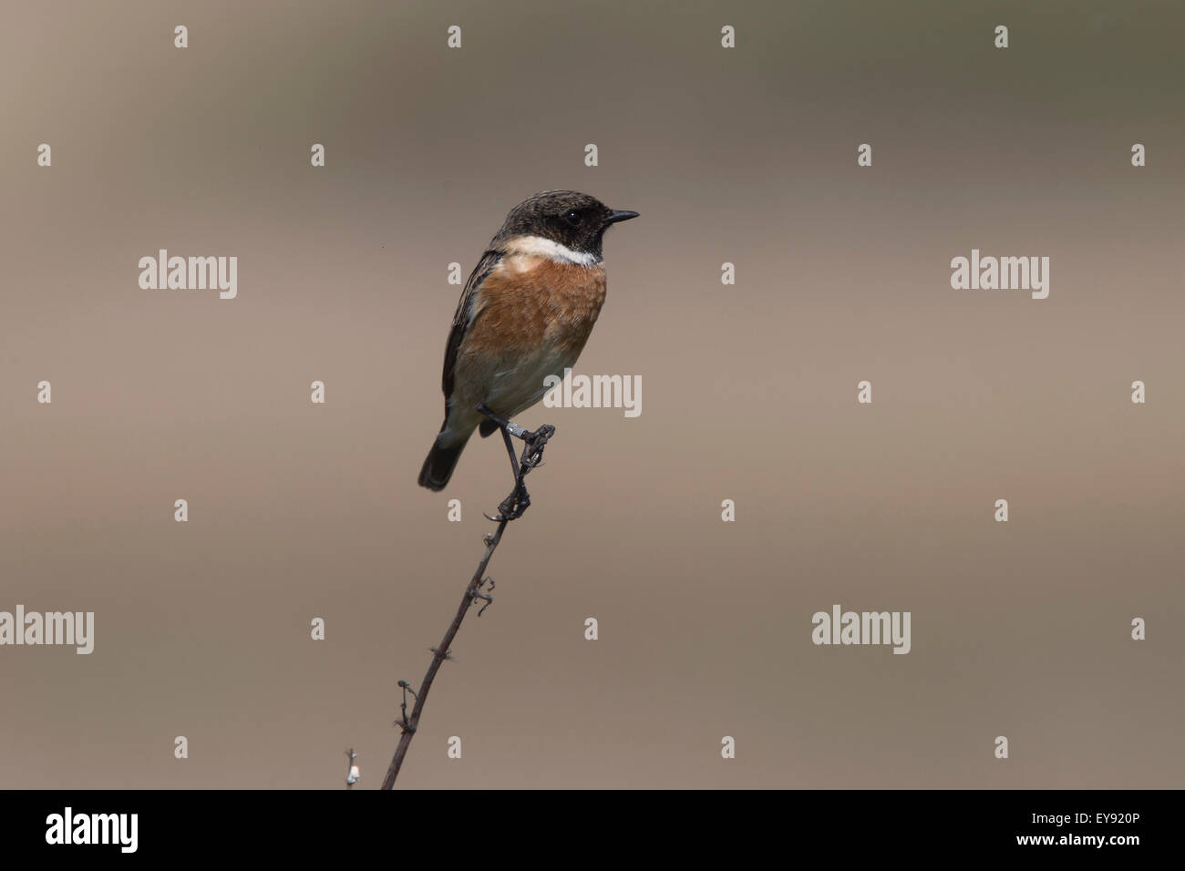 Gemeinsamen Schwarzkehlchen (Saxicola Torquata), Männchen auf eine Blume Stiel, RSPB Marazion Marsh Reserve, Cornwall, England, Vereinigtes Königreich thront. Stockfoto