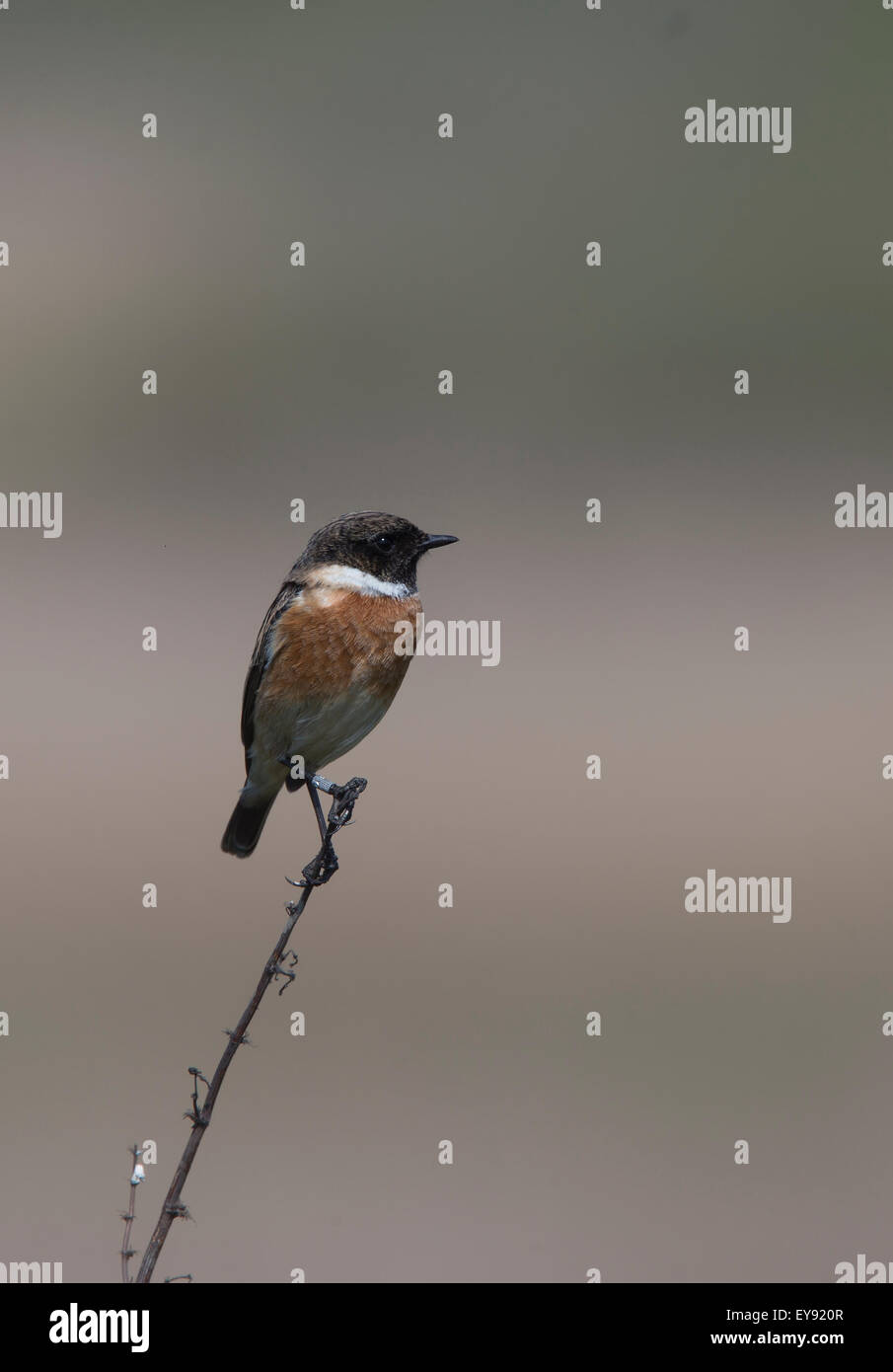 Gemeinsamen Schwarzkehlchen (Saxicola Torquata), Männchen auf eine Blume Stiel, RSPB Marazion Marsh Reserve, Cornwall, England, Vereinigtes Königreich thront. Stockfoto
