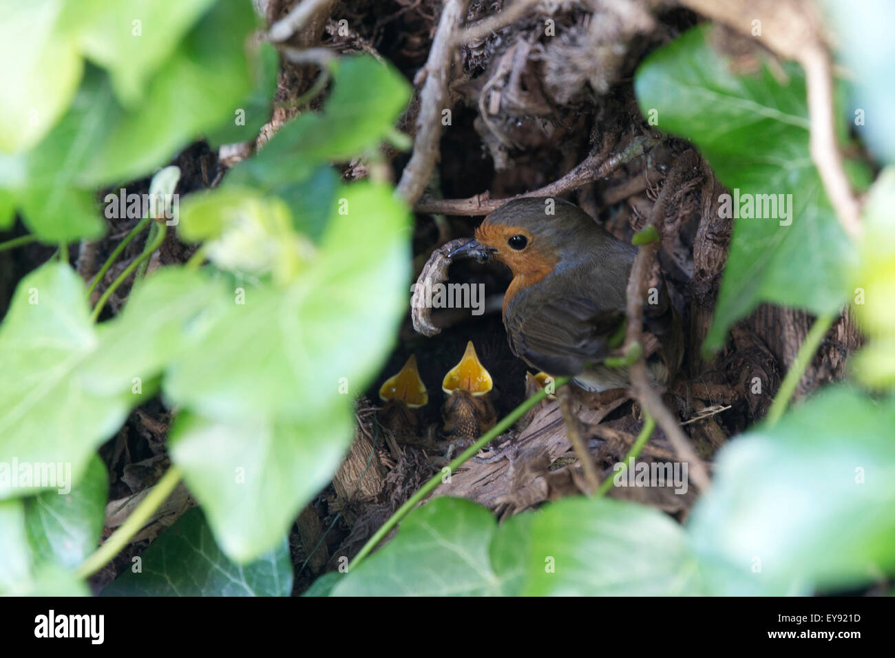 Rotkehlchen, (Erithacus Rubecula), Erwachsenen jungen im Nest, Cambridge, England, UK füttert. Stockfoto