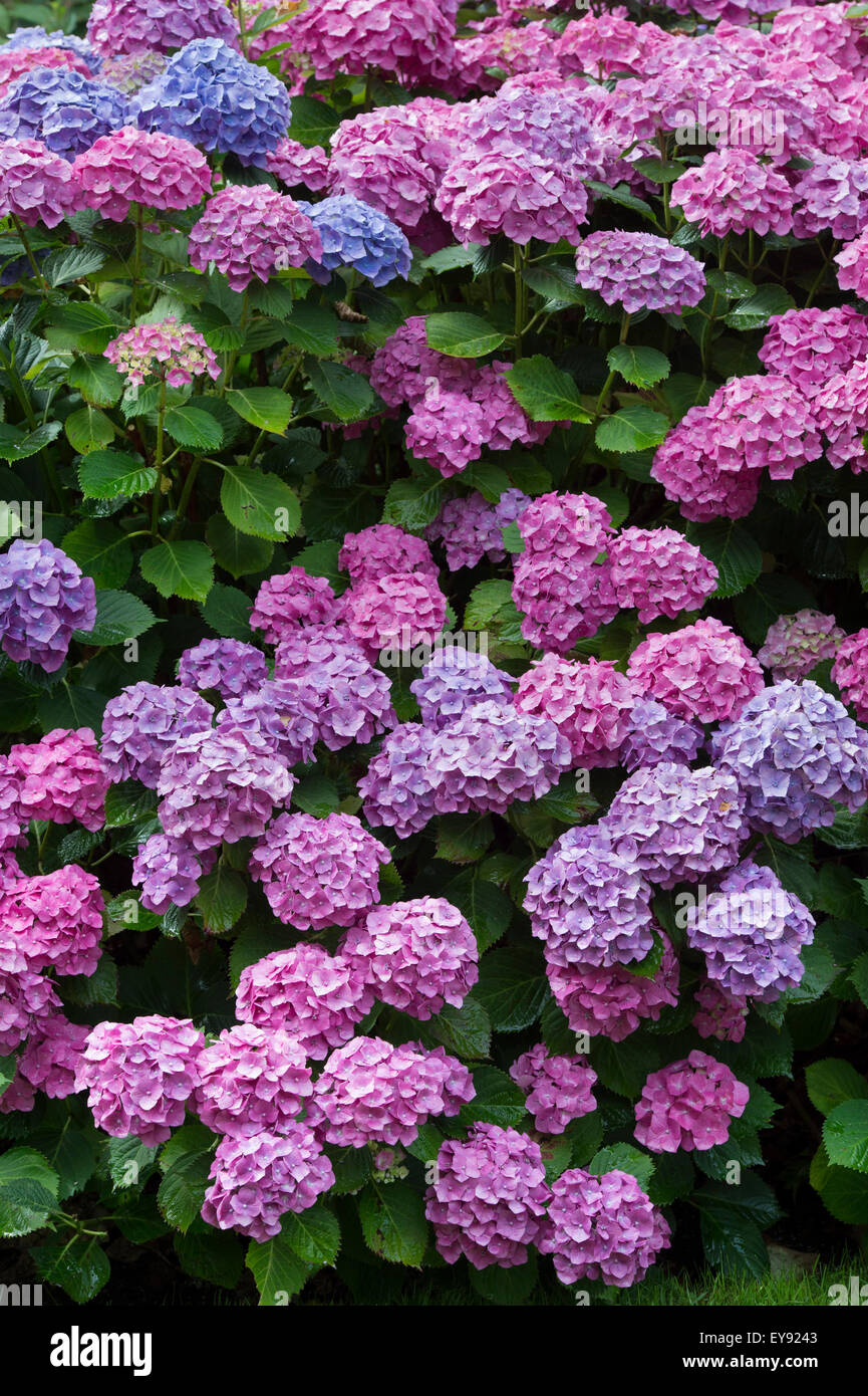 Hydrangea Macrophylla. Mophead Hydrangea blüht Stockfoto