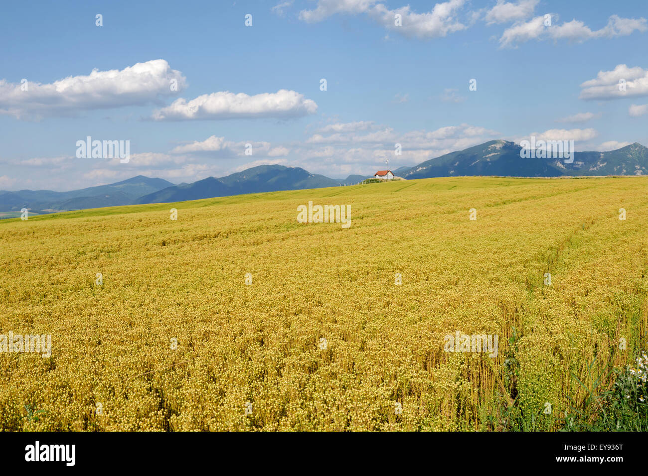 Der Flachs Feld reif für die Ernte Stockfoto