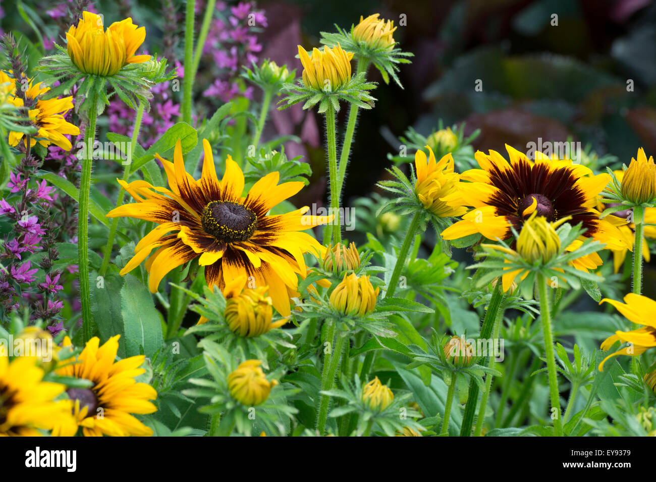 Rudbeckia Hirta. Sonnenhut in eine Blume-Grenze Stockfoto
