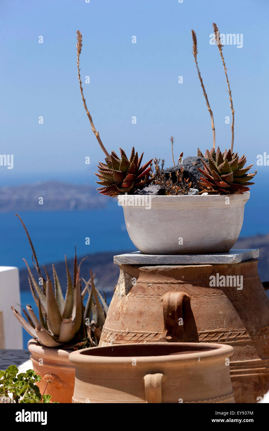 Sukkulenten im Topf auf der Terrasse, Pflanze Santorini Griechenland Stockfoto