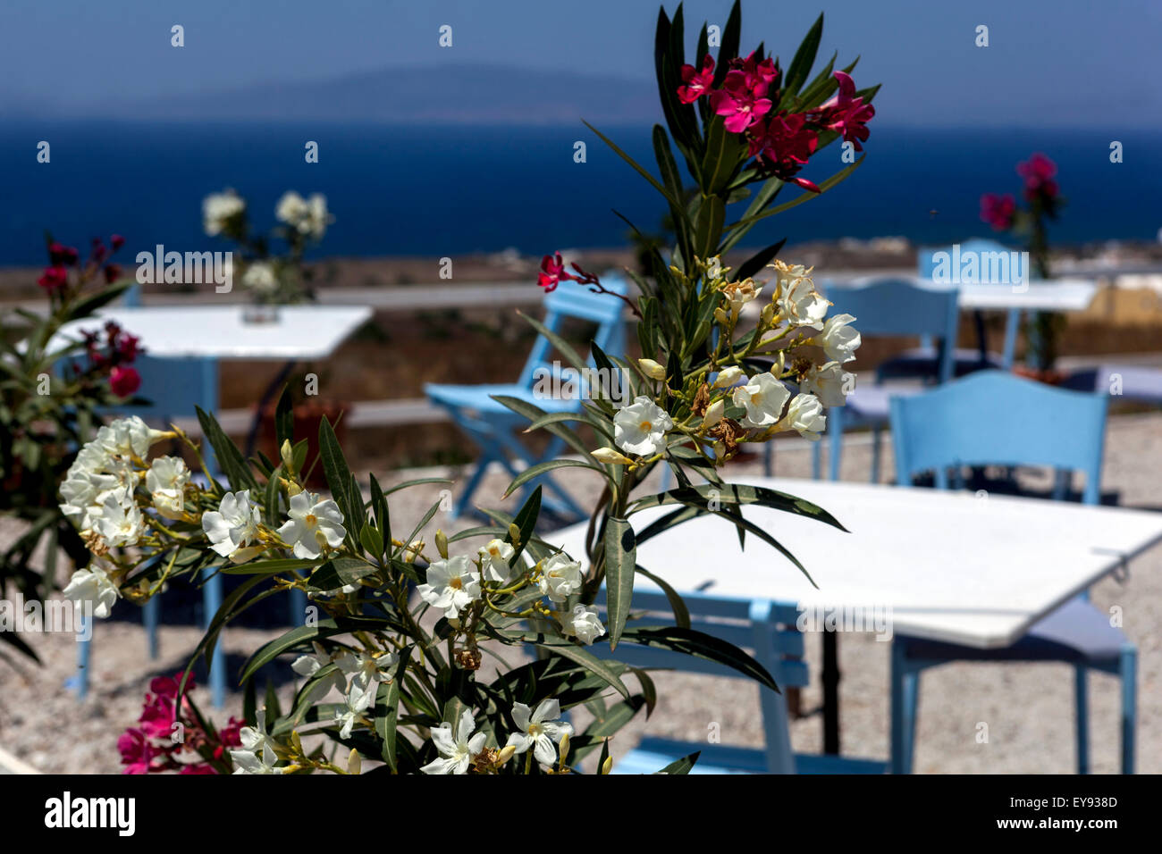 Taverne, Oleander, Oia, Santorini, Kykladen, Griechenland, Europa Stockfoto