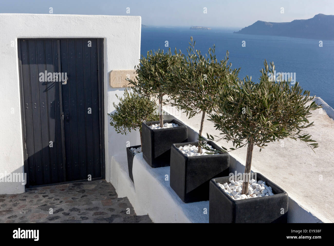 Olea in Topf, Töpfe auf Terrasse, Santorini, Kykladen-Inseln, Griechenland, Europa Stockfoto