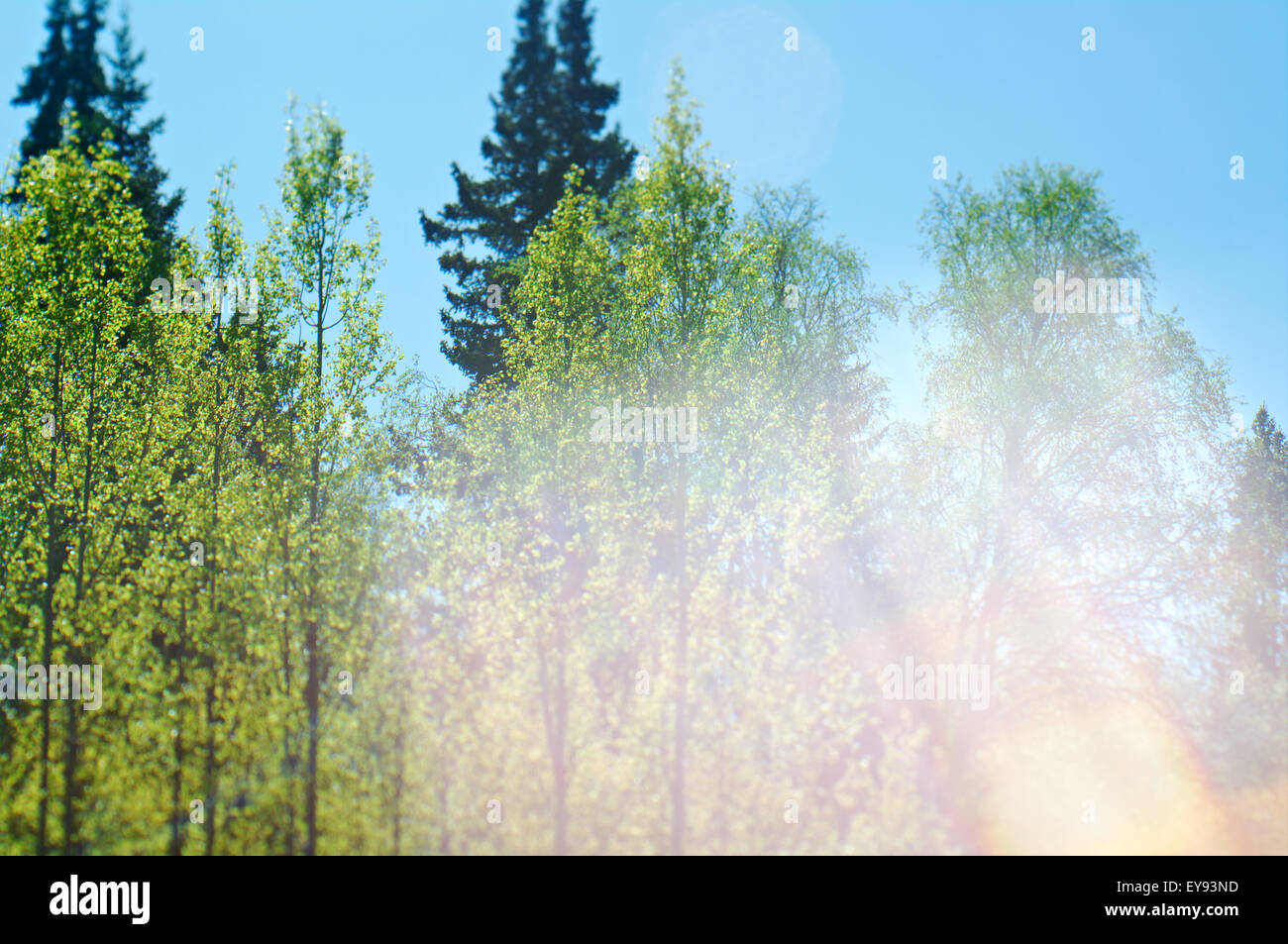 Waldbäume. grüne Natur Holz Sonnenlicht Stockfoto